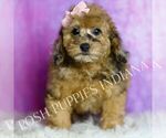 Small Photo #112 Poodle (Miniature) Puppy For Sale in WARSAW, IN, USA