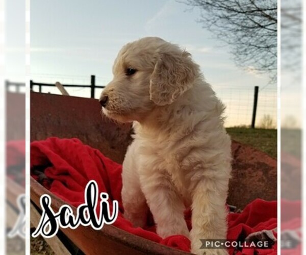 Medium Photo #7 Goldendoodle Puppy For Sale in MOUNT VERNON, KY, USA