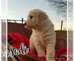 Small Photo #7 Goldendoodle Puppy For Sale in MOUNT VERNON, KY, USA