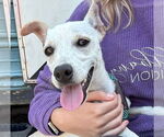 Small #1 Italian Greyhound Mix