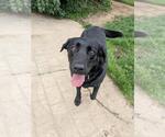 Small #5 Labrador Retriever