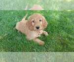 Small Photo #4 Irish Doodle Puppy For Sale in NAMPA, ID, USA