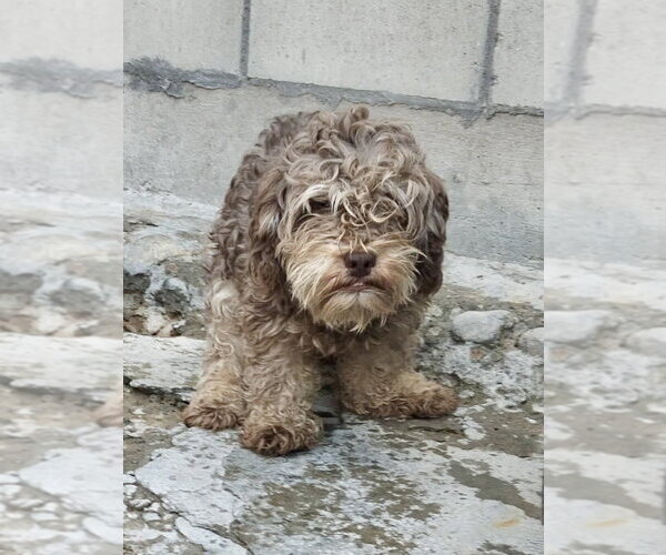 Medium Photo #1 Mutt Puppy For Sale in San Diego, CA, USA