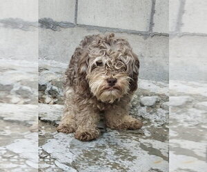 Mutt Dogs for adoption in San Diego, CA, USA