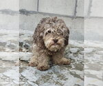 Small Mutt