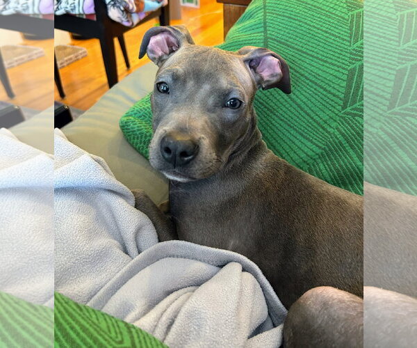 Medium Photo #2 Boxer Puppy For Sale in Rockville, MD, USA