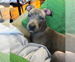 Small #1 Boxer