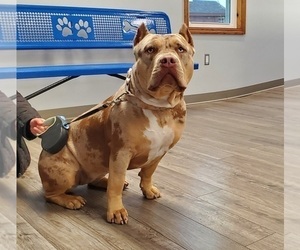 Mother of the American Bully puppies born on 03/04/2026