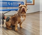 Small Photo #1 American Bully Puppy For Sale in WEST MILTON, OH, USA
