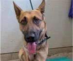 Small German Shepherd Dog