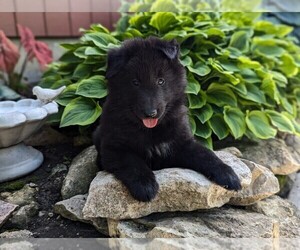 Belgian Sheepdog Puppy for sale in HAMILTON, MO, USA