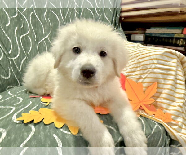 Medium Photo #6 Great Pyrenees Puppy For Sale in Spring, TX, USA