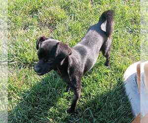 Chiweenie Dogs for adoption in San Bernardino, CA, USA