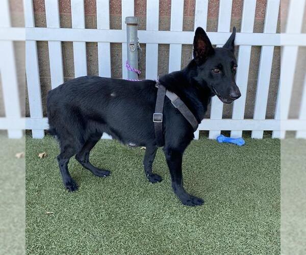 Medium Photo #1 German Shepherd Dog-Unknown Mix Puppy For Sale in Modesto, CA, USA