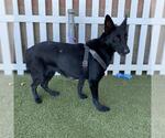Small German Shepherd Dog Mix