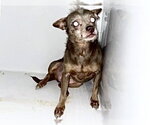 Small Chihuahua