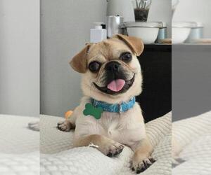 Puginese Dogs for adoption in Woodland Hills, CA, USA