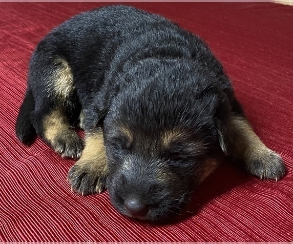 Medium Photo #3 German Shepherd Dog Puppy For Sale in DELAVAN, IL, USA
