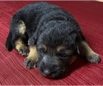 Small #2 German Shepherd Dog