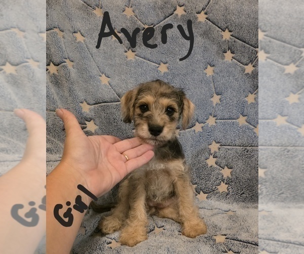 Medium Photo #6 Chizer Puppy For Sale in MONTEZUMA, GA, USA