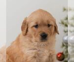 Small #4 Golden Retriever