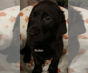 Labrador Retriever Puppy for sale in SPOTSYLVANIA, VA, USA