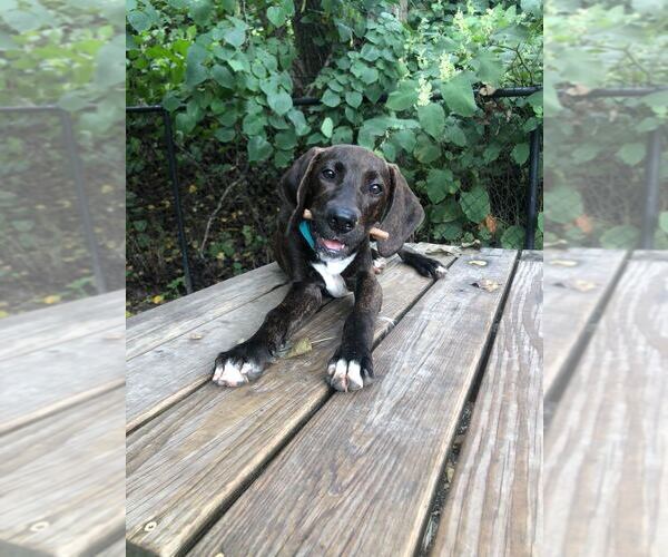 Medium Photo #2 Mutt Puppy For Sale in Elmsford, NY, USA