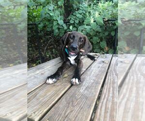 Huggie - Male Mutt Dog for Adoption - Photo #2