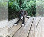 Small #1 Mutt