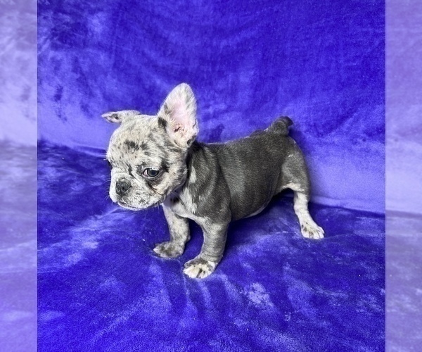Medium Photo #8 French Bulldog Puppy For Sale in KENNESAW, GA, USA