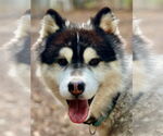 Small #1 Alaskan Malamute