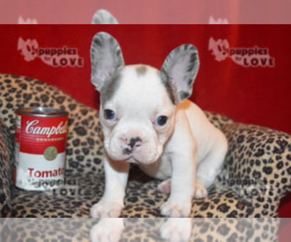 Medium Photo #4 French Bulldog Puppy For Sale in SANGER, TX, USA