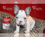 Small Photo #4 French Bulldog Puppy For Sale in SANGER, TX, USA