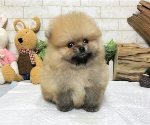 Medium Photo #1 Pomeranian Puppy For Sale in LOS ANGELES, CA, USA