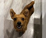 Small #1 Chiweenie