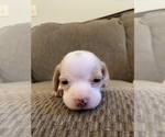 Puppy 1 Beagle