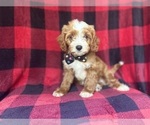 Small Cavapoo