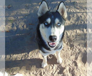 Myra - Female Siberian Husky Dog for Adoption - Photo #2