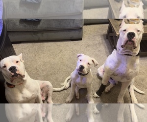 Dogo Argentino Puppy for sale in PFLUGERVILLE, TX, USA