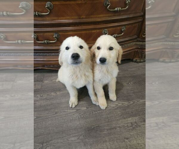 Medium Photo #5 Golden Retriever Puppy For Sale in SACRAMENTO, CA, USA