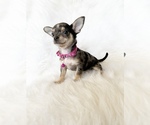 Small #2 Chihuahua