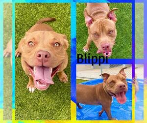 American Pit Bull Terrier Dogs for adoption in Pearland, TX, USA