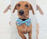 Small #2 Dachshund