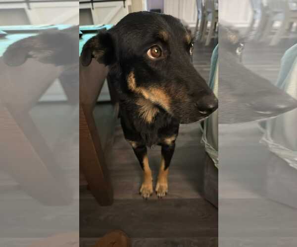 Medium Photo #1 German Shepherd Dog-Unknown Mix Puppy For Sale in Holly Springs, NC, USA