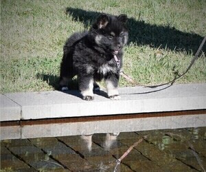 Pomsky Puppy for sale in SPRINGFIELD, MO, USA