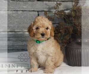 Poodle (Miniature) Puppy for sale in GORDONVILLE, PA, USA