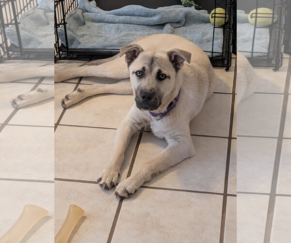 Medium Photo #1 Anatolian Shepherd-Unknown Mix Puppy For Sale in Newfoundland, PA, USA