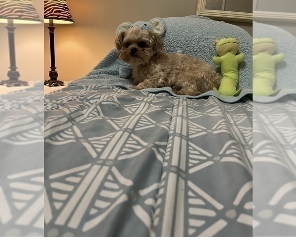 Medium Photo #1 Yorkshire Terrier Puppy For Sale in BENSON, NC, USA