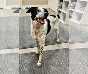 Mutt Dogs for adoption in Emmett, ID, USA