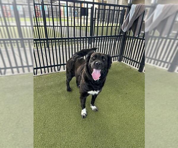 Medium Photo #1 Border Collie-Unknown Mix Puppy For Sale in Waco, TX, USA